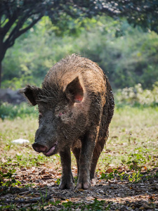 大自然中的大型白色野猪.照片