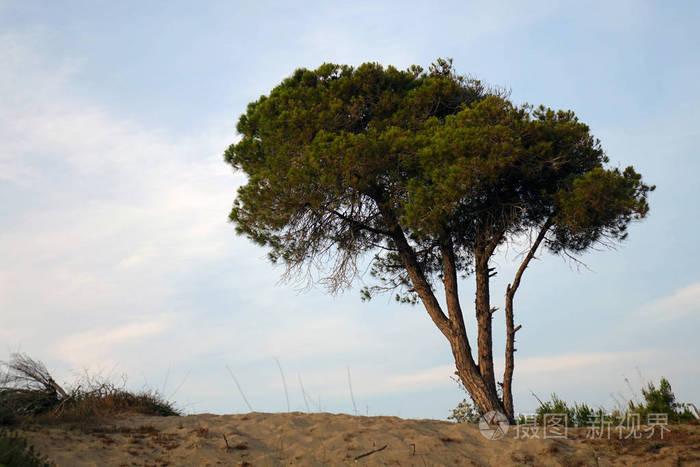 沙丘上的松树