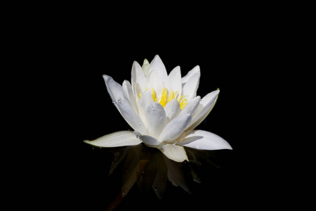 黑色背景上的莲花图片