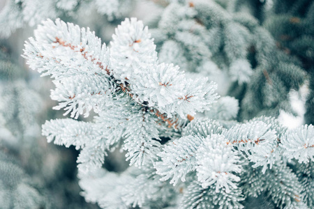 冬季圣诞树的背景。 冰盖蓝色云杉树枝关闭。 杉树的霜枝覆盖着雪的复制空间。