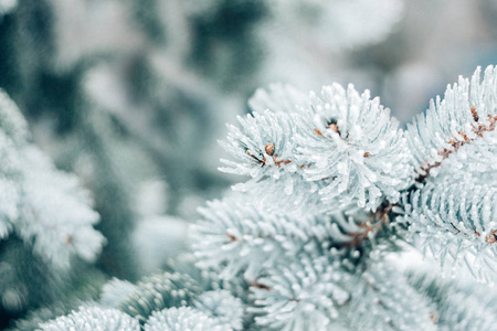 冬季圣诞树的背景。 冰盖蓝色云杉树枝关闭。 杉树的霜枝覆盖着雪的复制空间。
