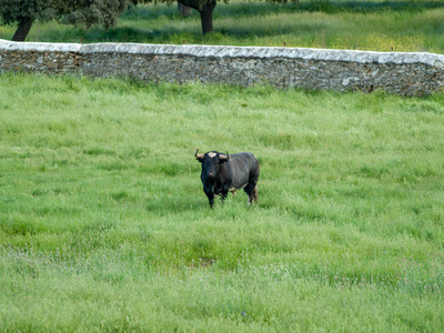 夏日西班牙牧场上的勇敢公牛