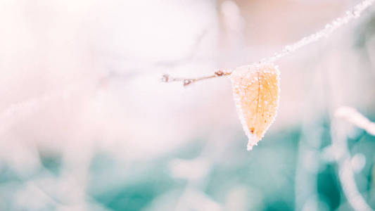 美丽模糊细腻的冬霜自然背景横幅。 冰盖的霜叶紧贴着。 第一个雪复制空间覆盖的树的弗罗森枝。 早期轻微的霜冻。 选择性聚焦