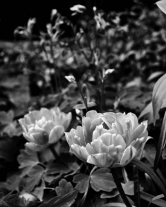 美丽的花朵。 黑白照片特写
