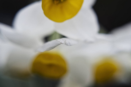 三个矮化白色水仙花在黑暗背景上的软焦宏观照片