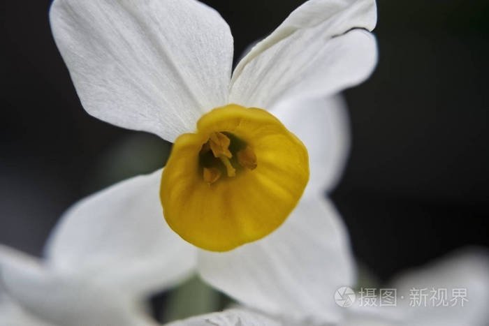 黑背景的矮白水仙花宏观照片照片 正版商用图片17e4jv 摄图新视界