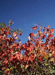 红色美丽的秋片背景蓝天