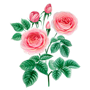 水彩粉红牡丹插图写实手绘玫瑰。