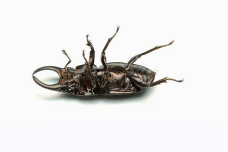 特写摄影宏观身体的黑甲虫老雕刻鹿甲虫孤立在白色背景上。