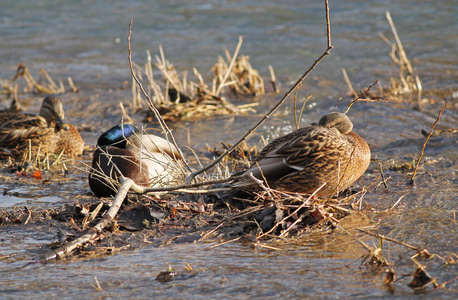 野鸭在河中的浅滩上休息