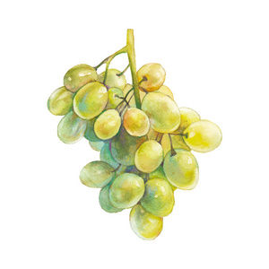 绿色葡萄. 手绘食品设计. 水彩水果图照片