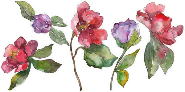 白色上分离的红色和紫色山茶花。 水彩背景插图元素。