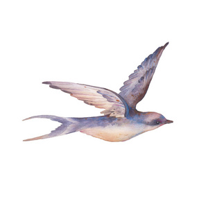 燕子鸟. 手绘飞春鸟隔离在白色背景上. 野生生命水彩画照片
