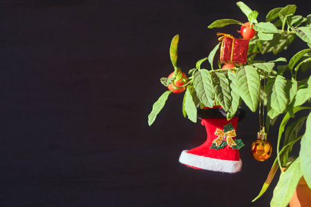 带有红色圣诞靴球和礼品盒的睡衣圣诞树。 绿色盆栽的夜茶与浆果和红色圣诞装饰在黑暗的背景。