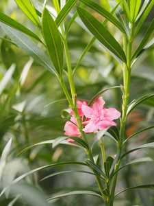 粉红花夹竹桃甜夹竹桃玫瑰湾自然美