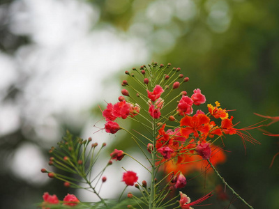 粉红色的花朵，玫瑰花，玫瑰花，玫瑰花，玫瑰花，玫瑰花