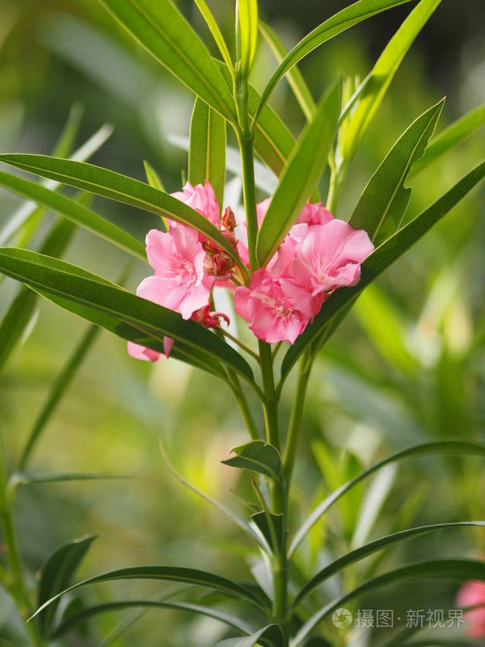 粉红花夹竹桃甜夹竹桃玫瑰湾自然美