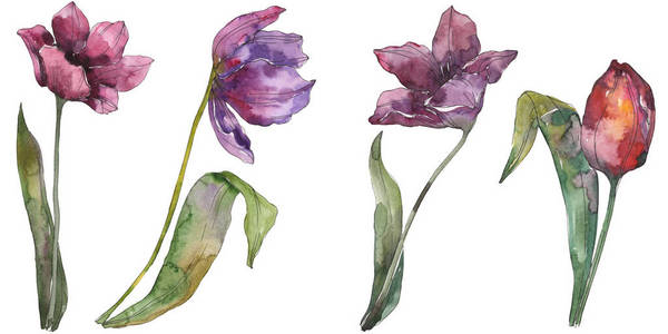 紫郁金香花卉植物花卉..野春叶野花隔离..水彩背景插图一套..水彩画时尚服装。孤立的郁金香插图元素。