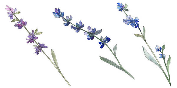 紫色薰衣草花卉植物花 野生春叶野花隔离 水彩背景插图集 水彩画时尚水 孤立的薰衣草插图元素 照片 正版商用图片17e64v 摄图新视界