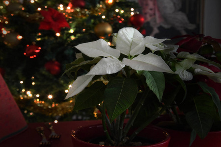 圣诞植物白戟树的背景