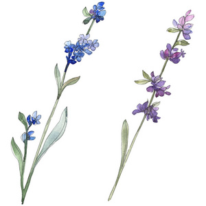 紫色薰衣草花卉植物花 野生春叶野花隔离 水彩背景插图集 水彩画时尚水 孤立的薰衣草插图元素 照片 正版商用图片17e64v 摄图新视界