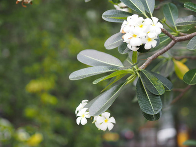 白花新加坡墓园花fripani树梅