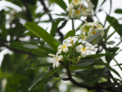 白花新加坡墓园花fripani树梅