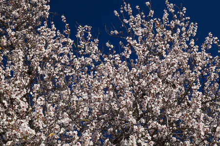 花杏仁和金丝雀1月的美丽背景