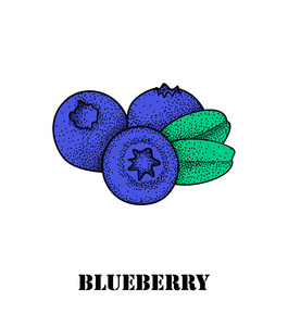 矢量蓝莓图标照片