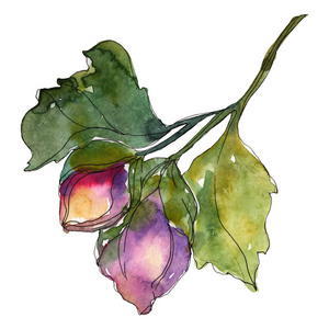 白色上分离出红色和紫色茶花。 水彩背景插图元素。