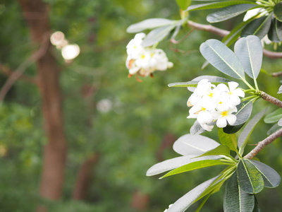 白花新加坡墓园花fripani树梅