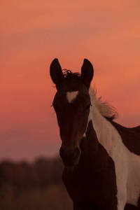 犹他州沙漠日落时野马的画像