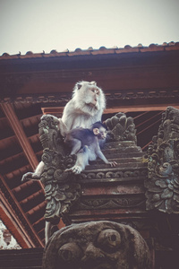 在神圣的猴子森林中的寺庙屋顶上的猴子ubud巴厘岛印度尼西亚
