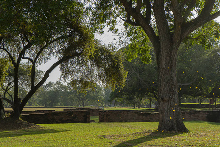 旅游树城市老树的景观与叶落在古代宫殿花园在沃特法拉寺三谢寺大树.