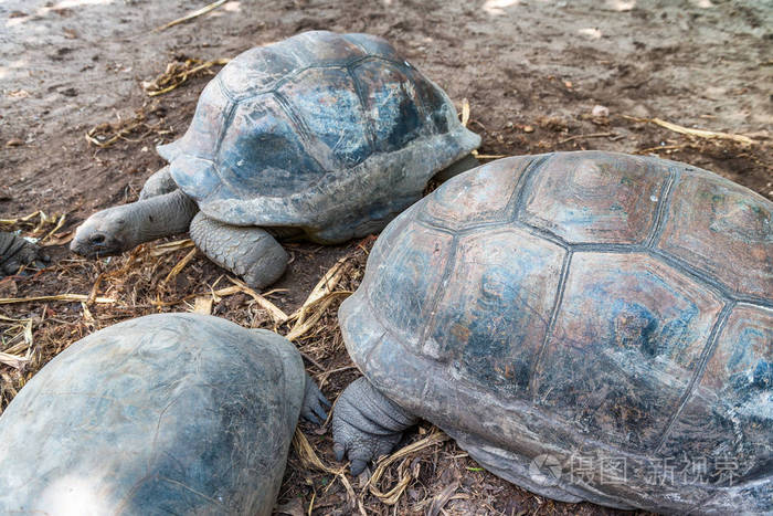 美丽的塞舌尔岛的巨大海龟