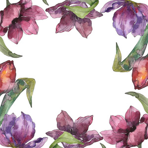 紫色郁金香花卉植物花卉。 野生春叶野花隔离。 水彩背景插图集。 水彩画时尚服装隔离。 框架边框装饰广场。
