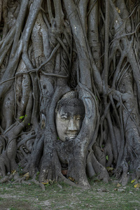 佛像头和脸上覆盖着大树根，位于大玉城的瓦特玛哈寺，是泰国世界遗产城市的旅游景点。