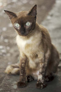 坐在地板上看着的棕色猫