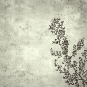 纹理老纸背景，蒿属分枝的蒿属植物，特有于马尾草和藤叶草
