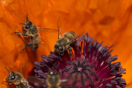蜜蜂在中收集花粉