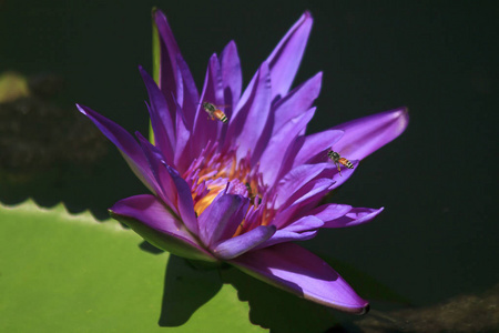 紫色的莲花开得很漂亮，有小蜜蜂吸着莲花的花粉。