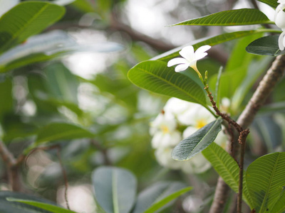 白花新加坡墓园花fripani树梅