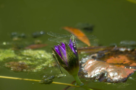 蜻蜓上的紫色莲花