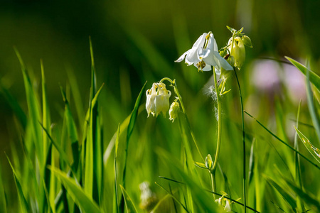 白色的乡村花。盛开的花朵。绿草中美丽的白花。有白色野花的草甸..田野的花。春天和夏天的自然花。草地上的花。