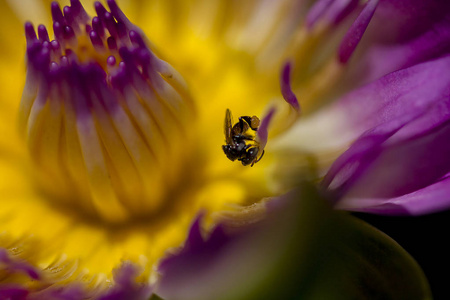 蜜蜂在紫莲花的花粉上..