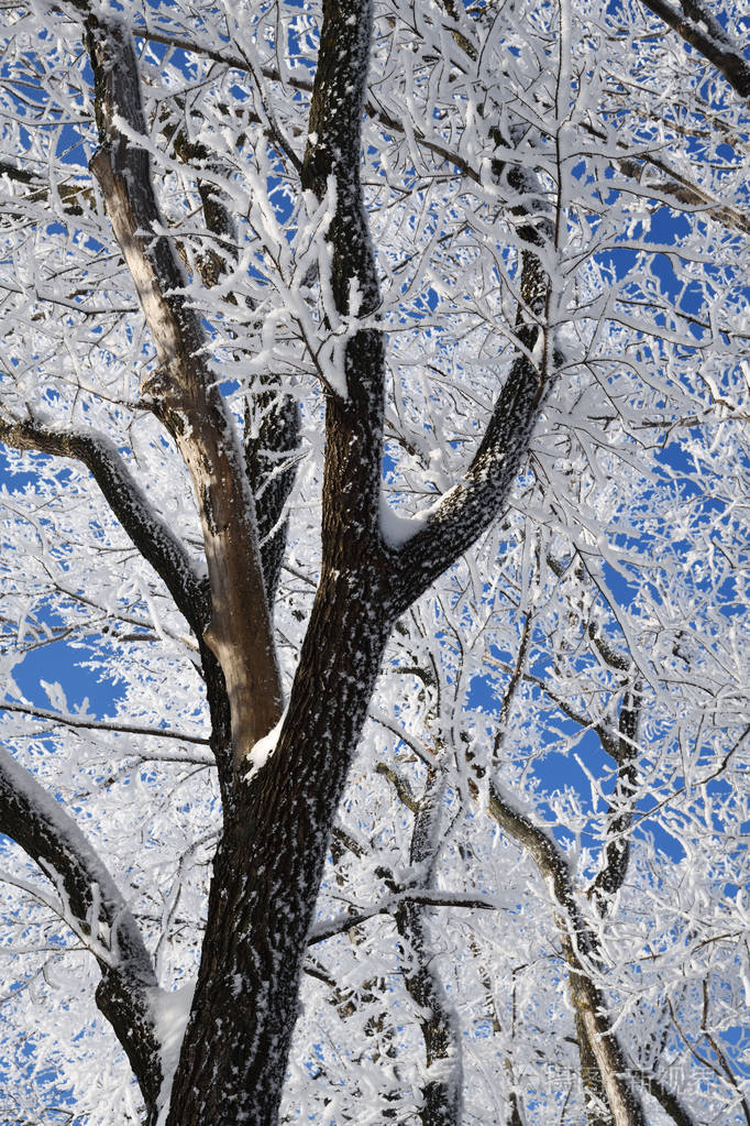 冬天的森林里下着雪,冰冻的树木在晴天的蓝天上覆盖着霜冻,俄罗斯