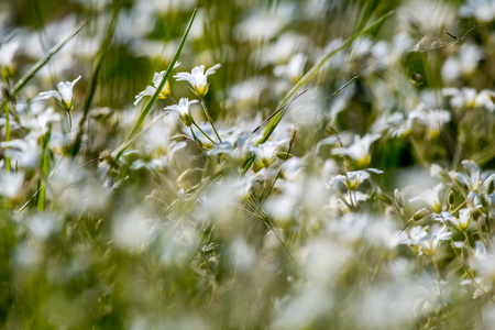 白色的乡村花。盛开的花朵。以绿草中美丽的白色野花为背景..有白花的草甸..田野的花。春天和夏天的自然花。草地上的花。