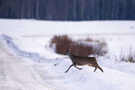 鹿从雪覆盖的田野穿过冰冷滑滑的乡间道路。