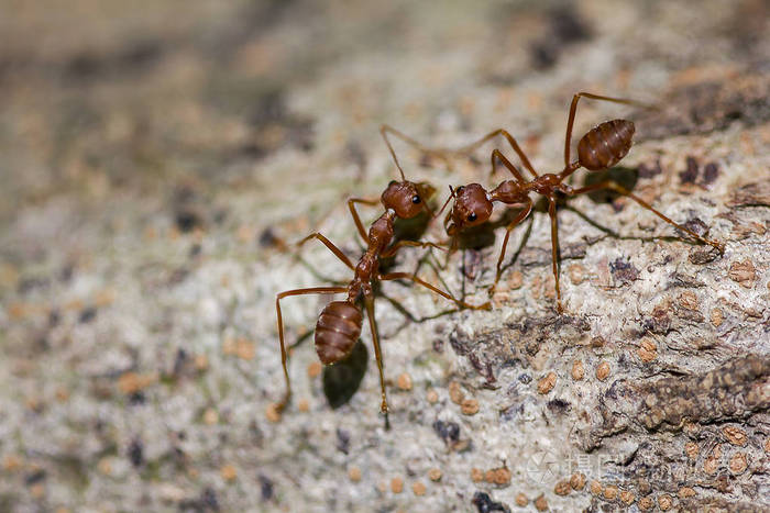 红蚂蚁走在树上