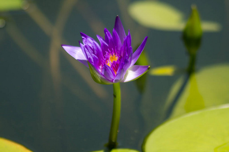 紫莲盛开在池中.